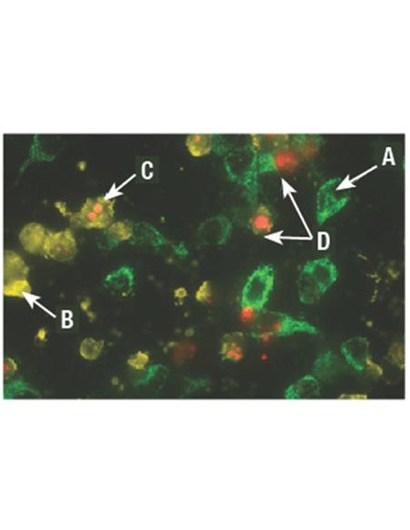 GFP-CERTIFIED® Кит за откриване на Апоптоза/Некроза, 100 анализа